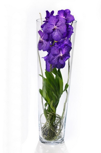 Virágküldés Budapest - Vanda orchidea óriás üvegvázában - beltéri növény