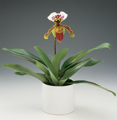 flower delivery Budapest - paphiopedium in ceramic pot - indoor plant