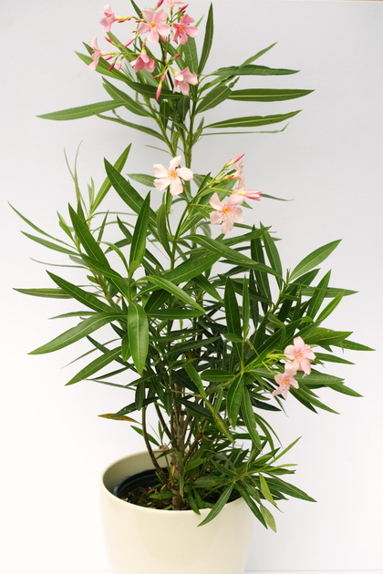 flower delivery Budapest - Oleander in pot in various colors - balcony plant