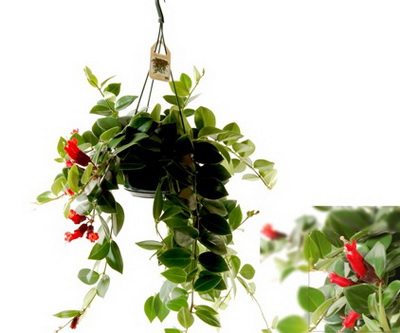 flower delivery Budapest - Aeschinanthus in hanging basket - indoor plant