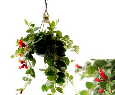 Blumenlieferung nach Budapest - Aeschinanthus Pflanze in hängendem Topf - Zimmerpflanze