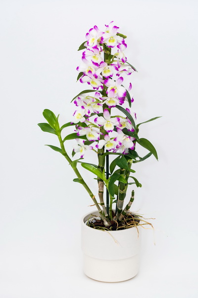 Blumenlieferung nach Budapest - Dendrobium nobile<br>lila-weiss<br>im Keramiktopf - Zimmerpflance