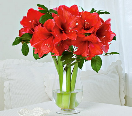 Blumenlieferung nach Budapest - 5 Amaryllis in Vase