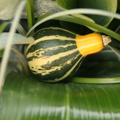 Blumenlieferung nach Budapest - Mini-Kürbis im Bouquet (4-7cm)