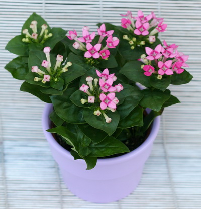 Virágküldés Budapest - Bouvardia kaspóval (20cm) - beltéri növény