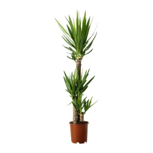 flower delivery Budapest - 3-trunked Yucca with pot (p: 27 cm, h:165 cm) - indoor plant