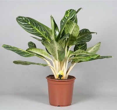 Blumenlieferung nach Budapest - Aglaonema Keylime im Topf (t:24cm, h:80cm) - Zimmerpflanze
