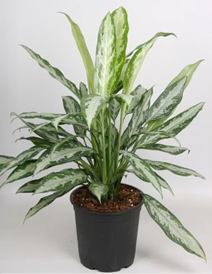 Blumenlieferung nach Budapest - Aglaonema Black Lance im Topf (t:24cm, h:75cm) - Zimmerpflanze