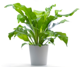 Blumenlieferung nach Budapest - Asplenium im Topf (t:17 cm, h:65cm) - Zimmerpflanze