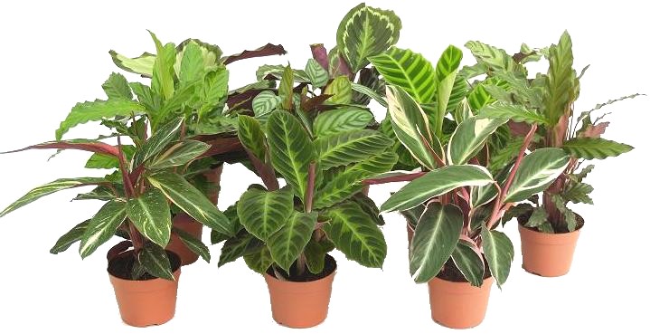 Virágküldés Budapest - Calathea mix (1db) kaspóval ( cs:19cm, m:85cm) - szobanövény