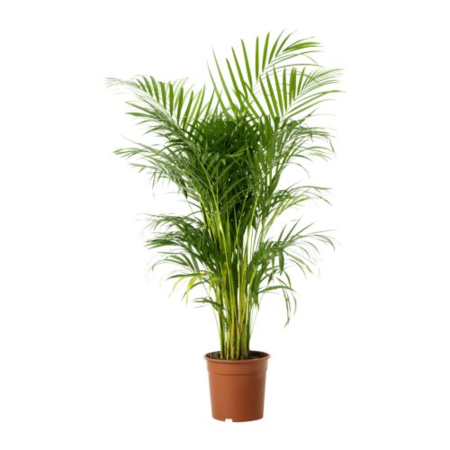 flower delivery Budapest - Chrysalidocarpus with pot (p:24cm, h:150cm) - indoor plant