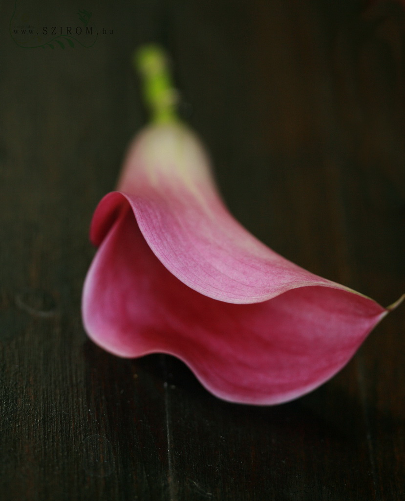 flower delivery Budapest - Boutonniere of calla (pink)