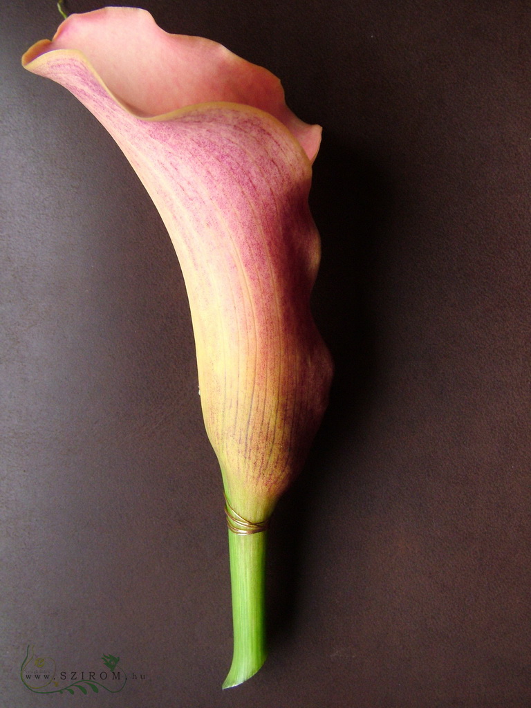 flower delivery Budapest - Boutonniere of calla (orange)