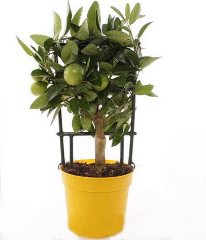 flower delivery Budapest - Citrofortunella Eustis with pot (p:12cm, h: 35cm) - indoor plant