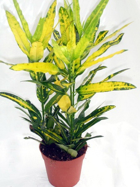 Blumenlieferung nach Budapest - Codiaeum 'Sunny Star' mit topf (t:25cm, h:80cm) - Zimmerpflanze