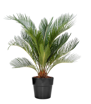 flower delivery Budapest - Cycas with pot (p:29cm, h:100cm) - indoor plant
