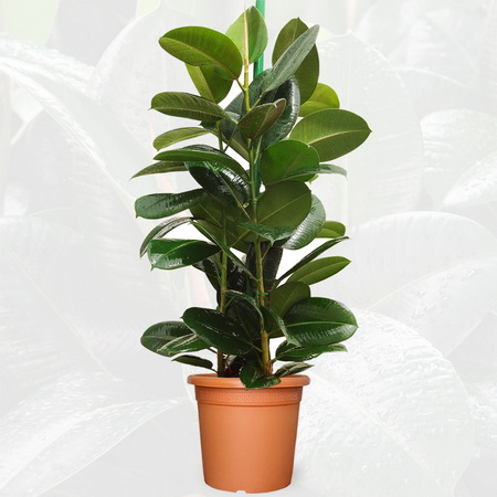 Blumenlieferung nach Budapest - Ficus robusta im Topf (t:27cm, h:100cm) - Zimmerpflanze
