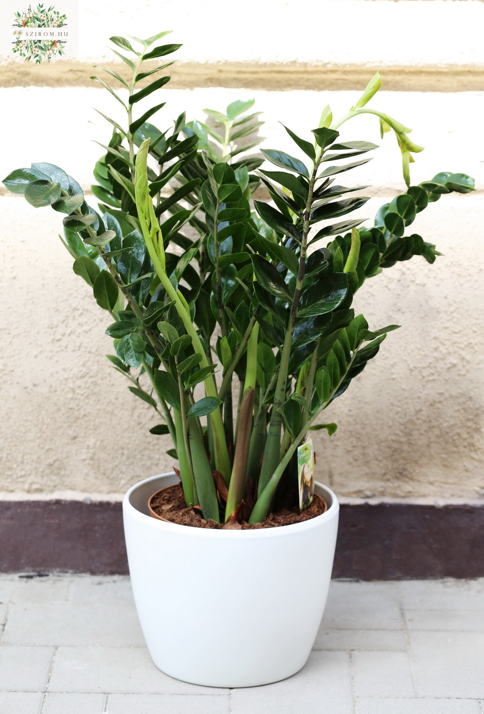 Blumenlieferung nach Budapest - Zamioculcas zamiifolia im Topf 110cm - Zimmerpflanze