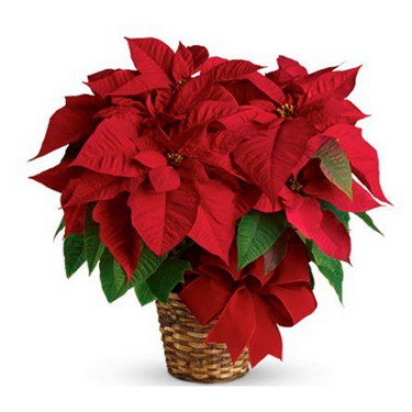 Blumenlieferung nach Budapest - Euphorbia pulcherrima (Poinsettia) im Topf - Zimmerpflanze