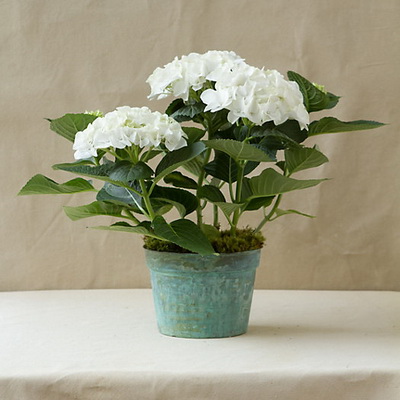 flower delivery Budapest - white hydrangea in ceramic pot - balcony plant