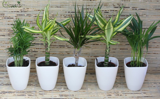 flower delivery Budapest - Office / home green plant set 