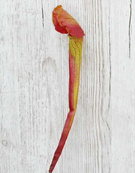 Blumenlieferung nach Budapest - Plastik sarracenia (47cm)