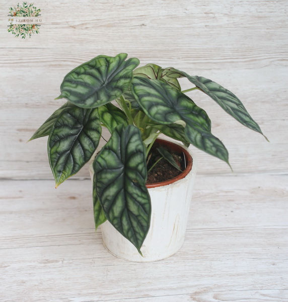 Blumenlieferung nach Budapest - Allocasia dragon mit Topf