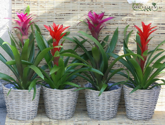 flower delivery Budapest - Bromeliad set with pot on office/flat (4pc)