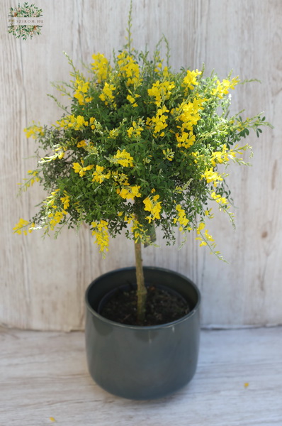 flower delivery Budapest - Cystisus with pot