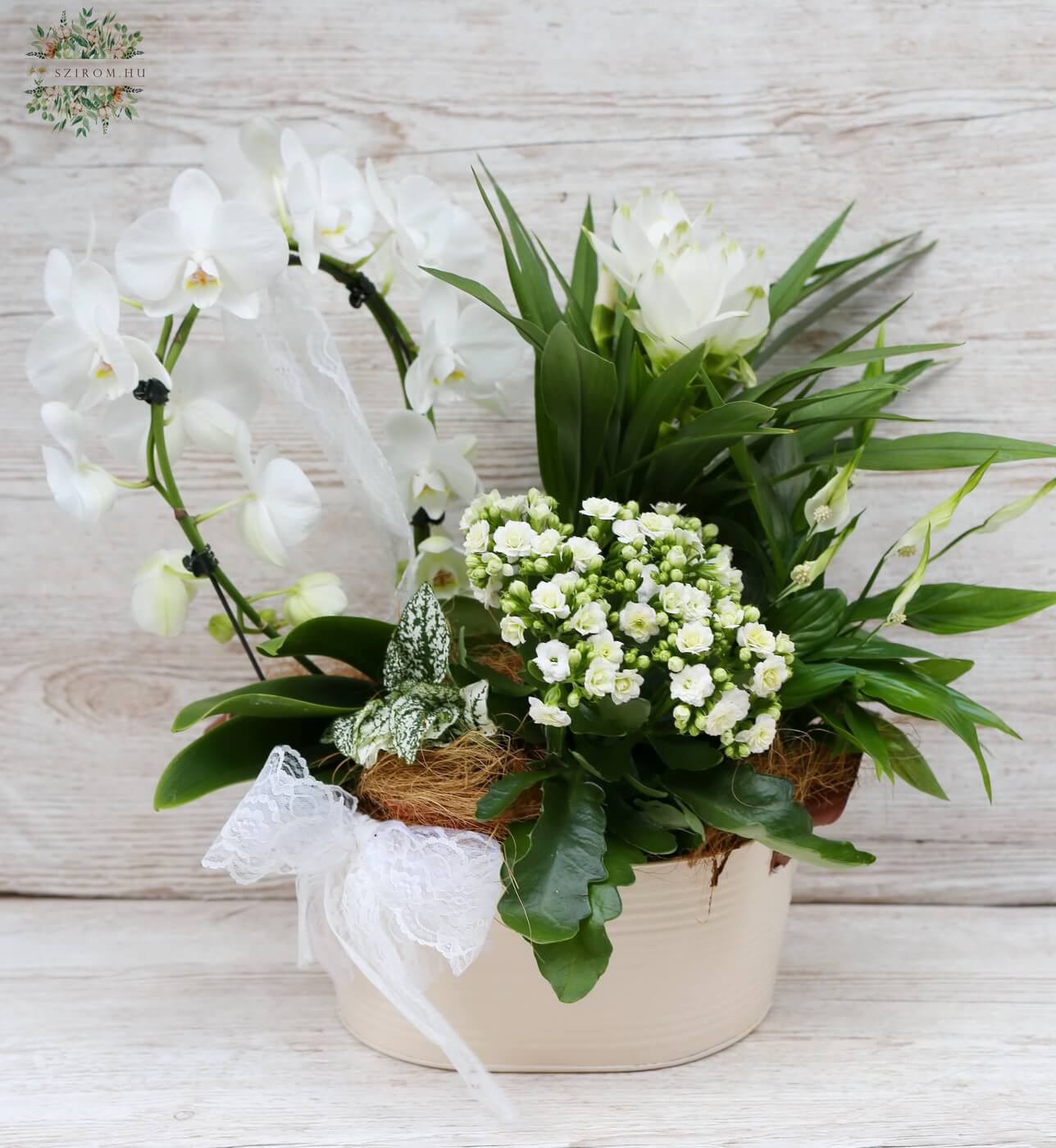 flower delivery Budapest - White plant basket 