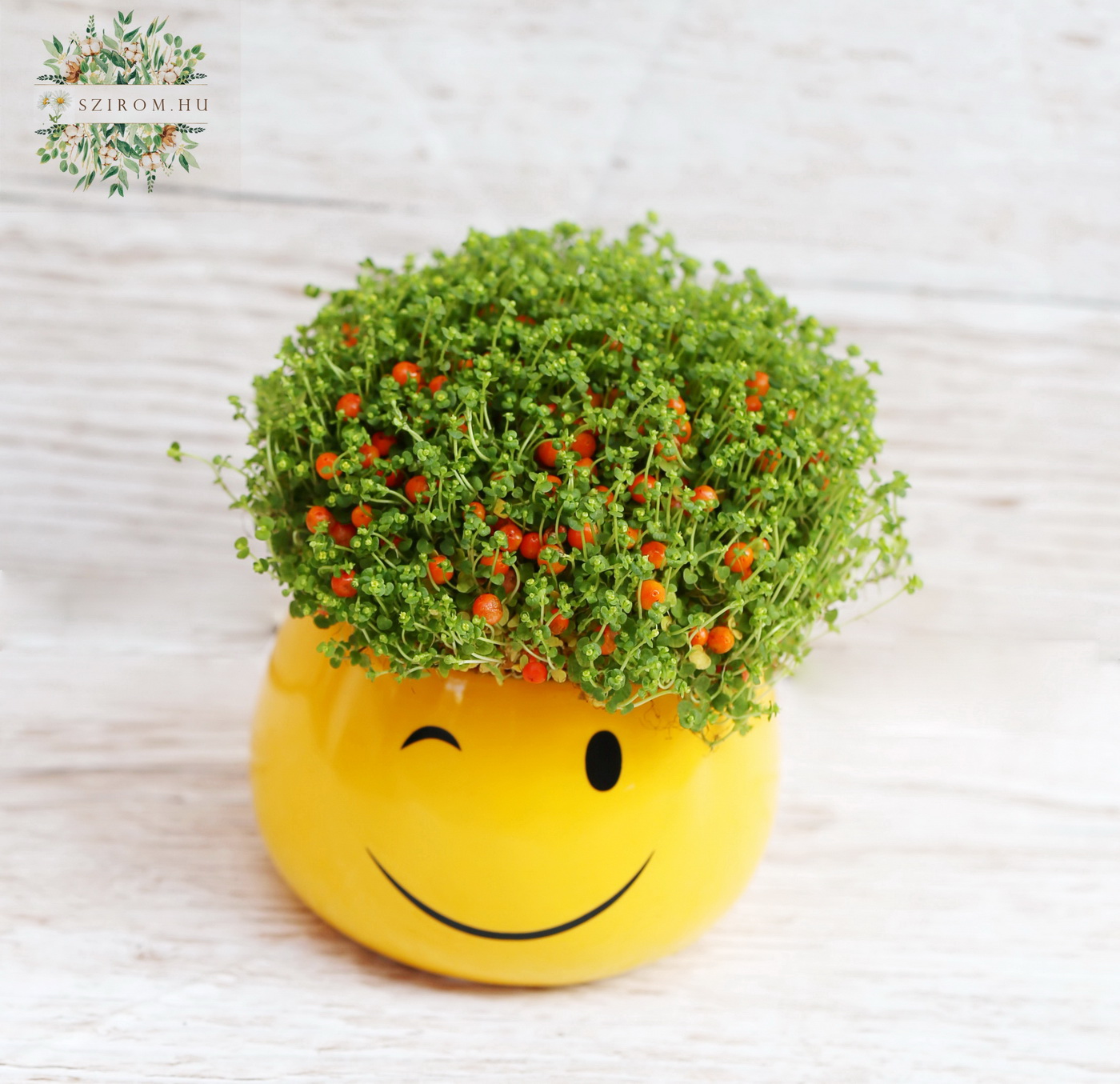 Blumenlieferung nach Budapest - Smiley Topd with Nertera ( 12 cm)