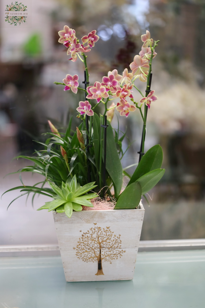 Virágküldés Budapest - Cserepes növény válogatás fa kaspóban