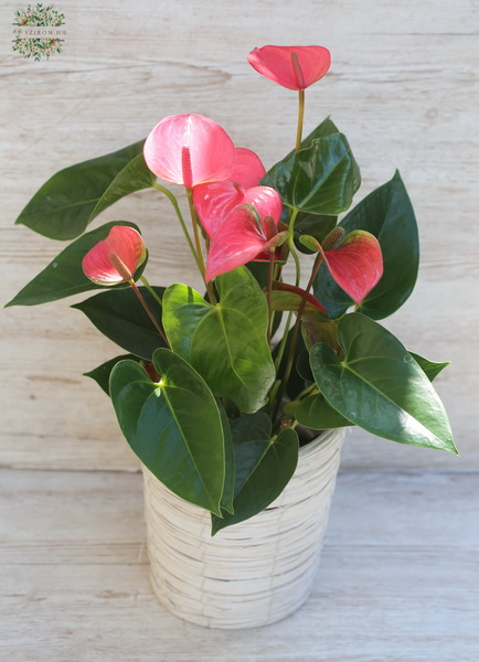 flower delivery Budapest - Anthurium in pot big