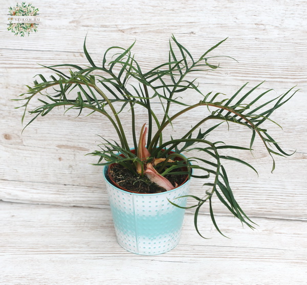 Blumenlieferung nach Budapest - Philodendron bipinnatifidum im Topf