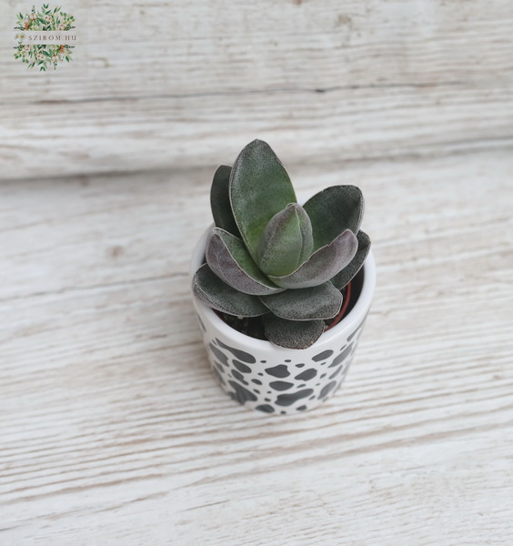 Virágküldés Budapest - Pozsgás növény kaspóban