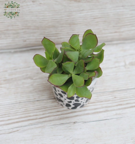 flower delivery Budapest - Succulent plant in pot