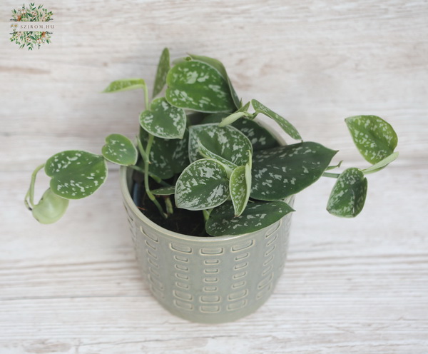 Virágküldés Budapest - scindapsus pictus kaspóval