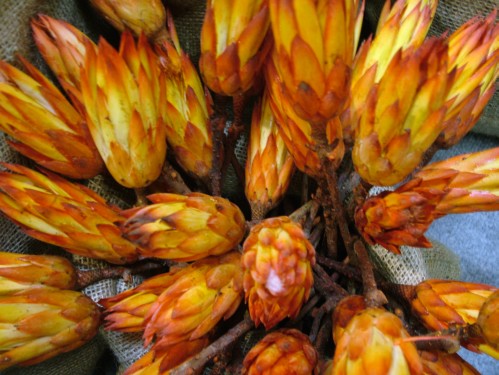 flower delivery Budapest - dried flowers (1 pack)
