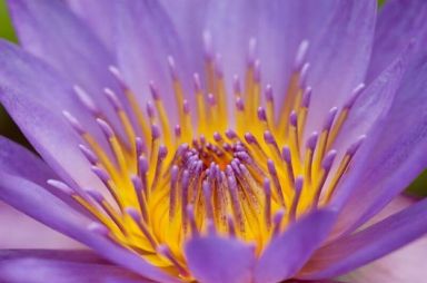 A szirmok csodálatos világa